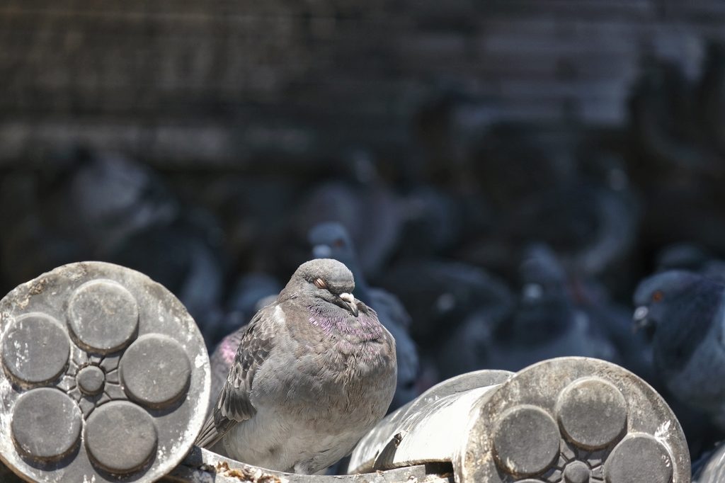 Un pigeon se repose sur les tuiles du toit de l'Osu Kannon de Nagoya