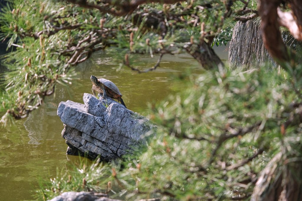 Une tortue dans le jardin Omote Goten de Tokushima