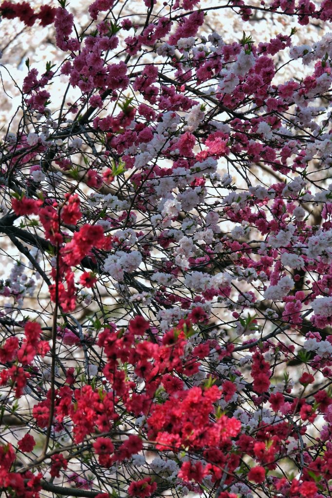 Fleurs de cerisiers, multitude de couleurs