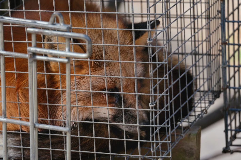 Un renard dans une cage du Zao Fox Village