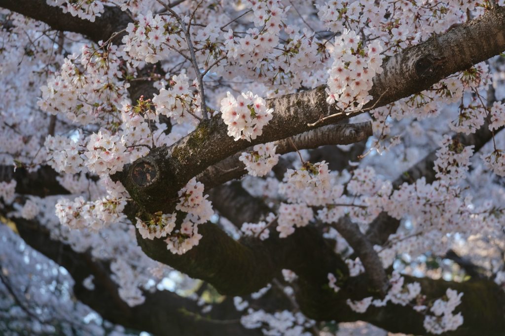 Fleurs blanches de sakura au parc Koganei