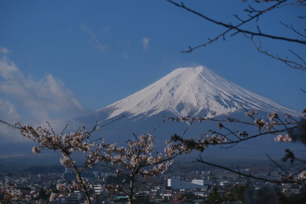 Le mont Fuji derrière (quelques) fleurs de cerisiers