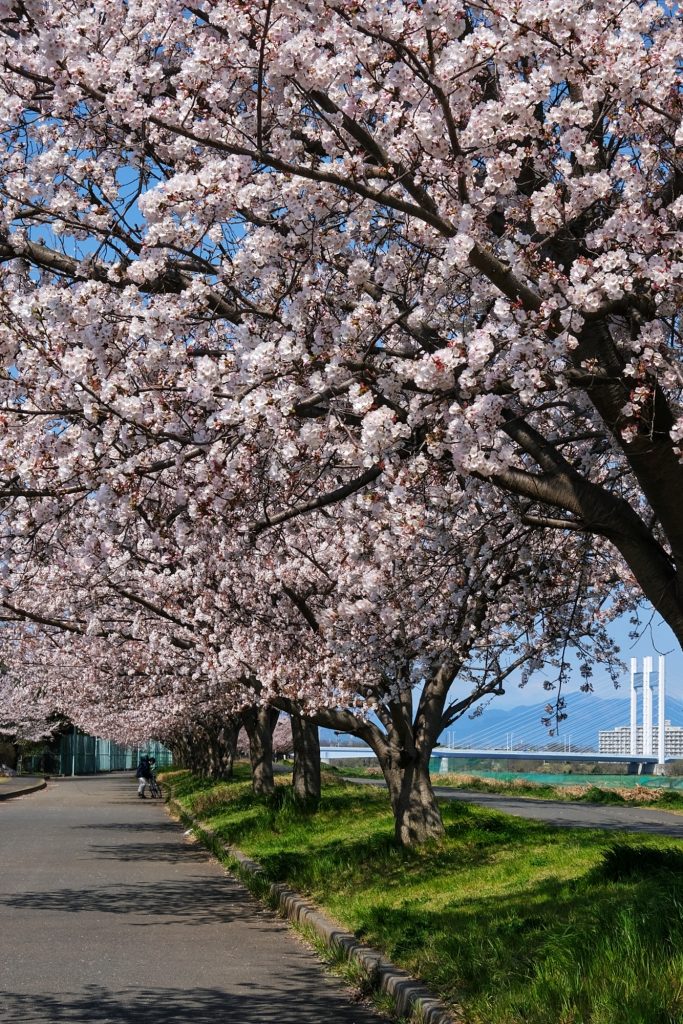 Les cerisiers en fleur sur le bord de la rivière Tamagawa