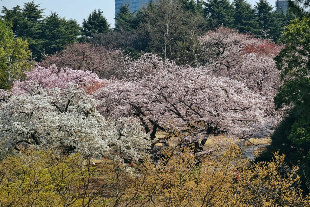 Les cerisiers en fleur du Shinjuku Gyoen