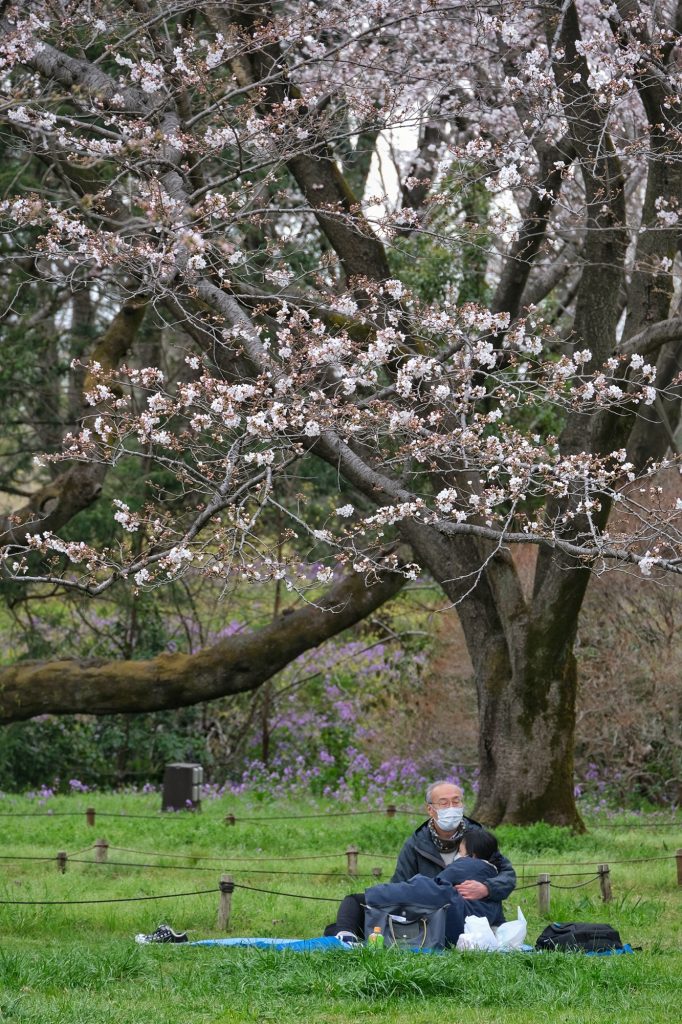 Un couple profite de Hanami au parc Mémorial Showa