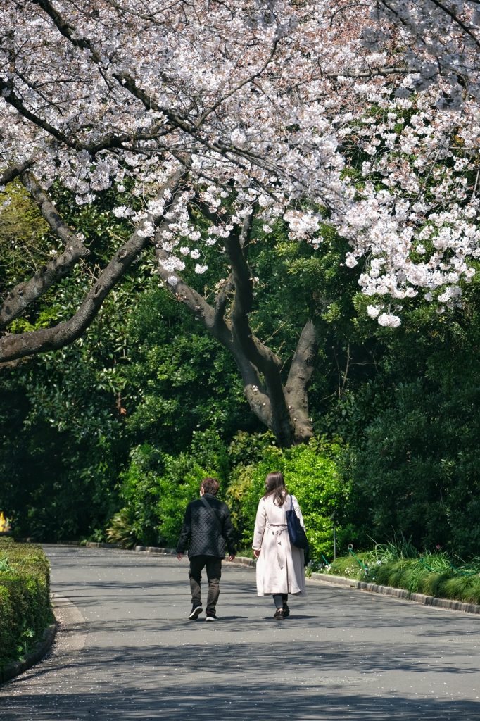Un couple se promène sous les cerisiers en fleur du Shinjuku Gyoen