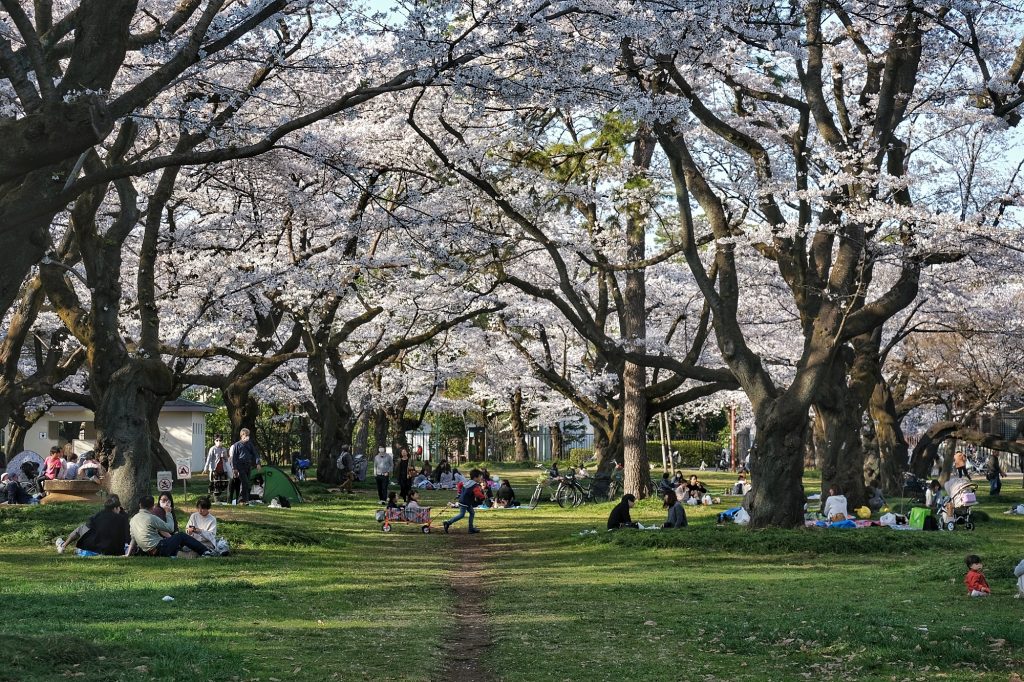 Les enfants et les familles sous les sakura en fleur du parc Koganei