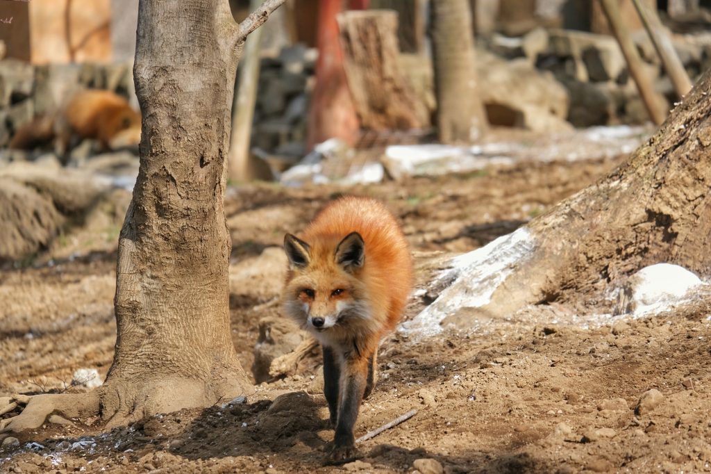 Un renard en 