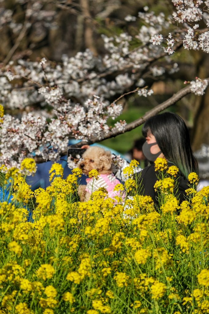 Fleurs jaunes au parc Koganei