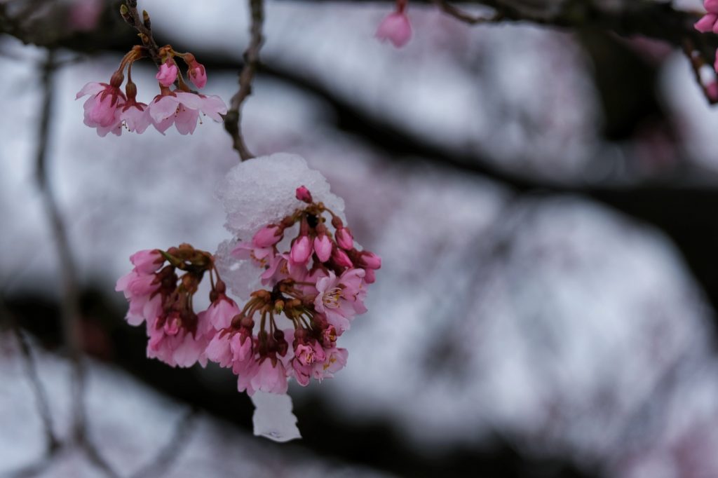 Les fleurs de cerisier sous la neige