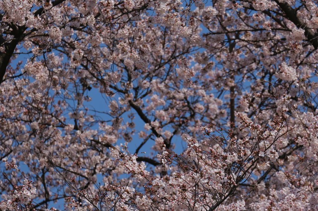 Les cerisiers en fleurs du parc de Shinjuku