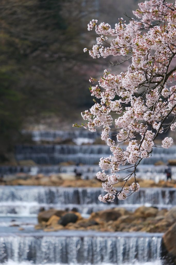 Les fleurs de cerisiers à Miyagino