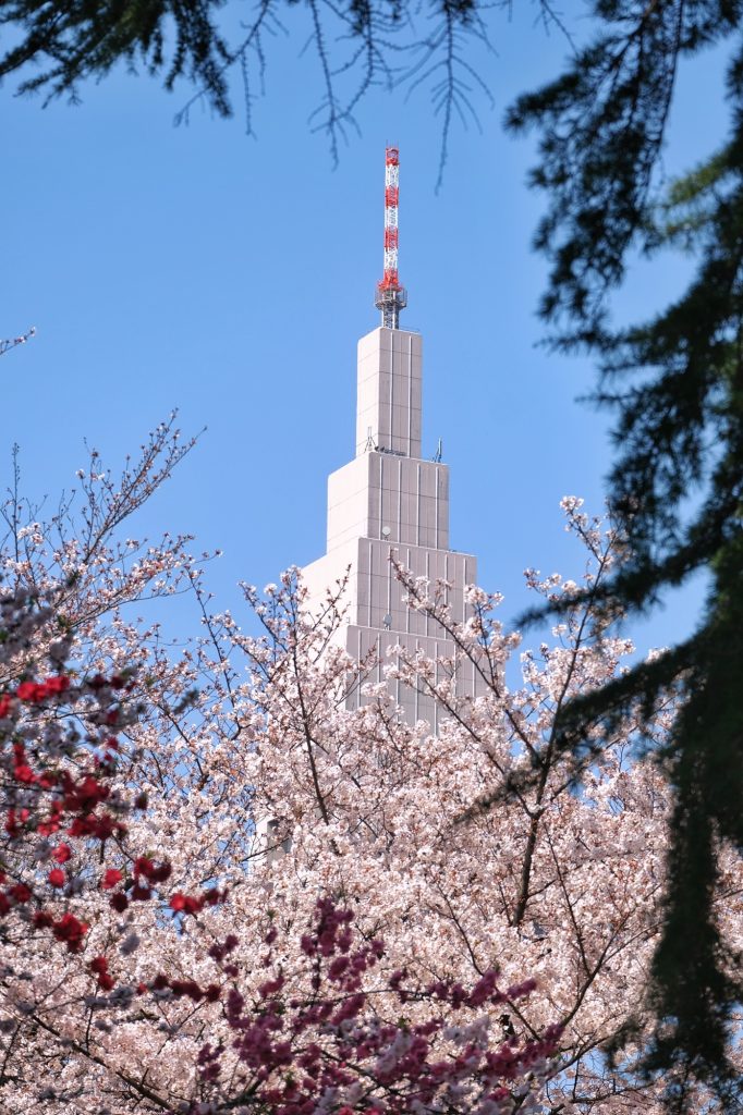 L'immeuble de Docomo dépasse des fleurs roses et blanches du Shinjuku Gyoen