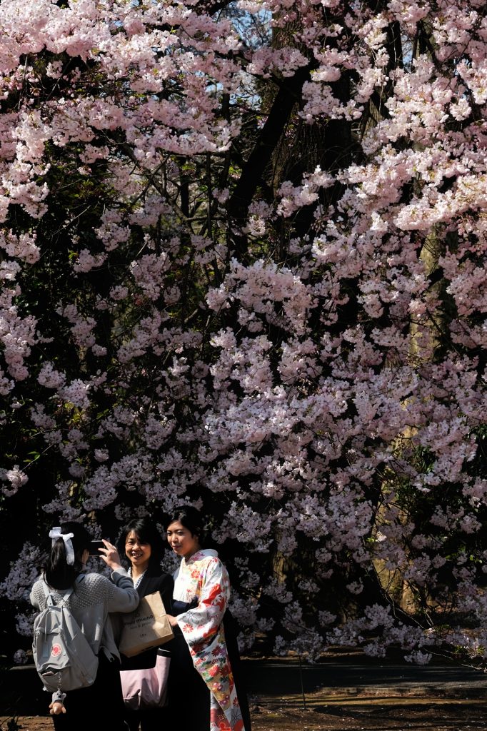 Séance photo en kimono sous les cerisiers en fleur du Shinjuku Gyoen