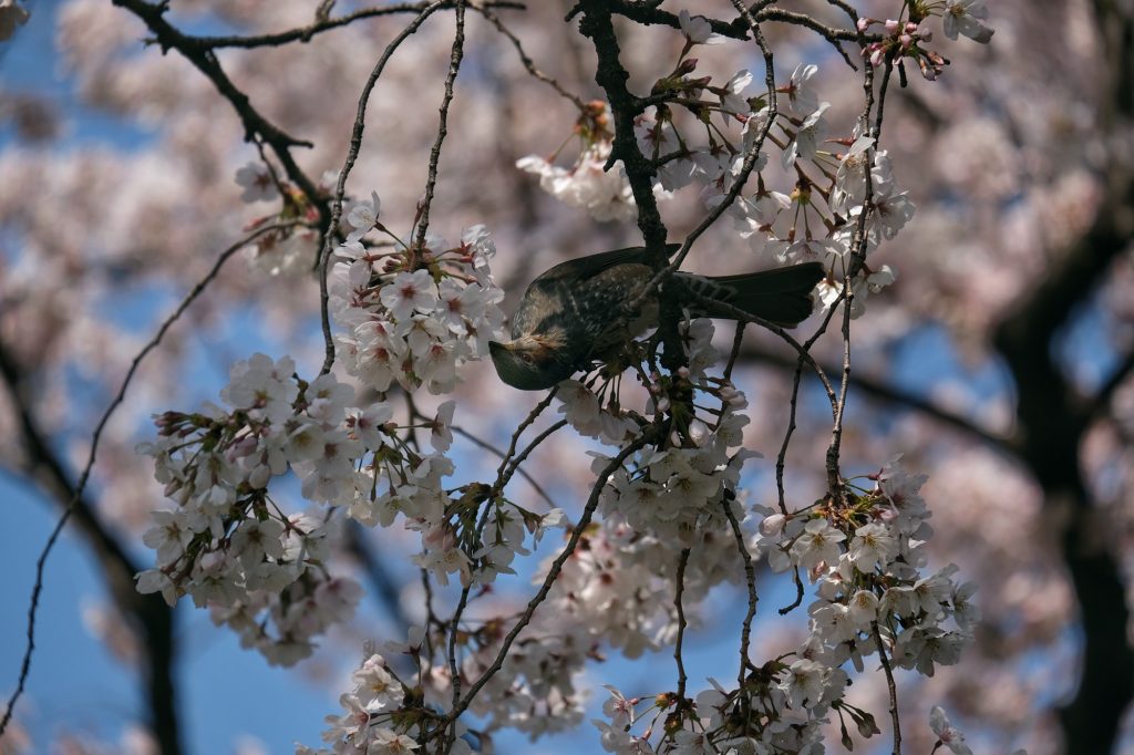 Un oiseau dans un cerisier du parc de Shinjuku