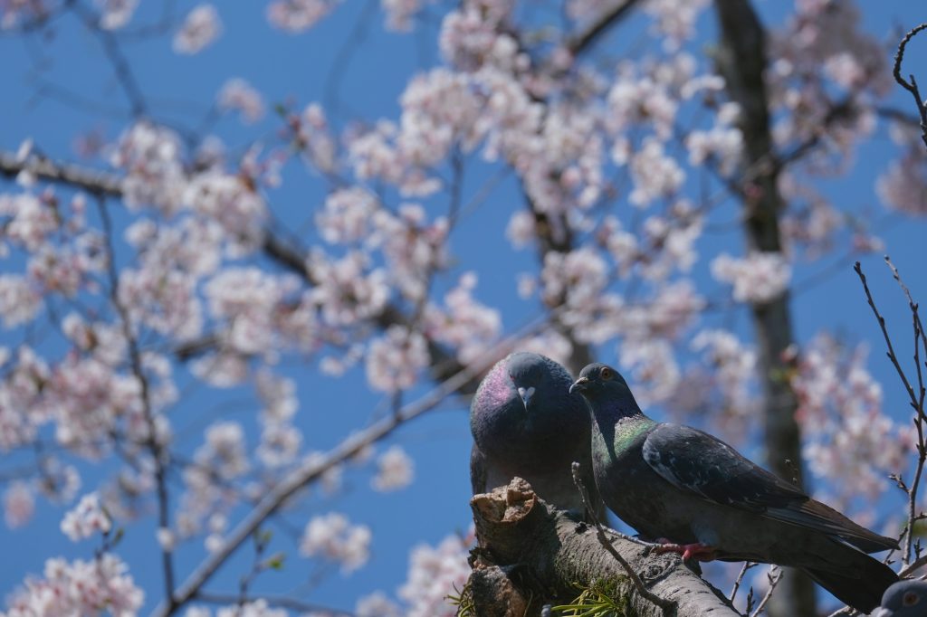 Des pigeons dans les cerisiers en fleur à Fujinomiya