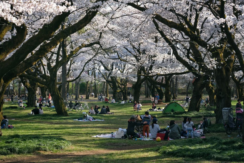 Enfin un aperçu de Hanami au parc Koganei