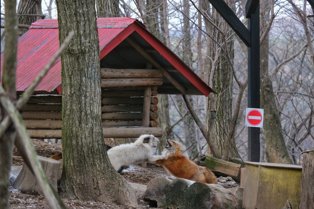 Des renards se battent dans l'enceinte du zoo