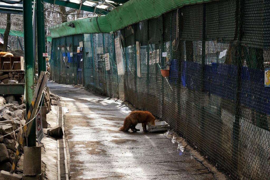 Un renard mange dans sa gamelle