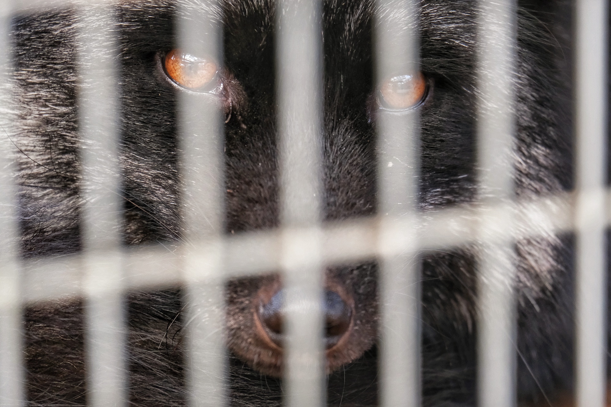 Un renard noir dans sa prison