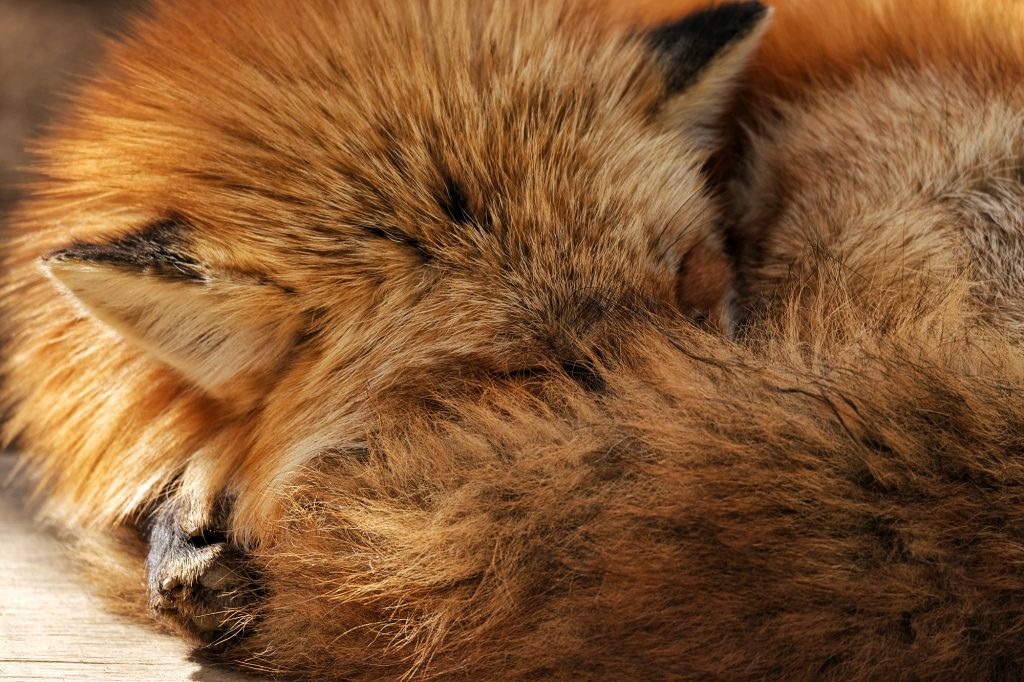 Un renard se repose