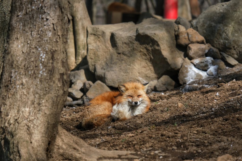 Un renard dans la terre