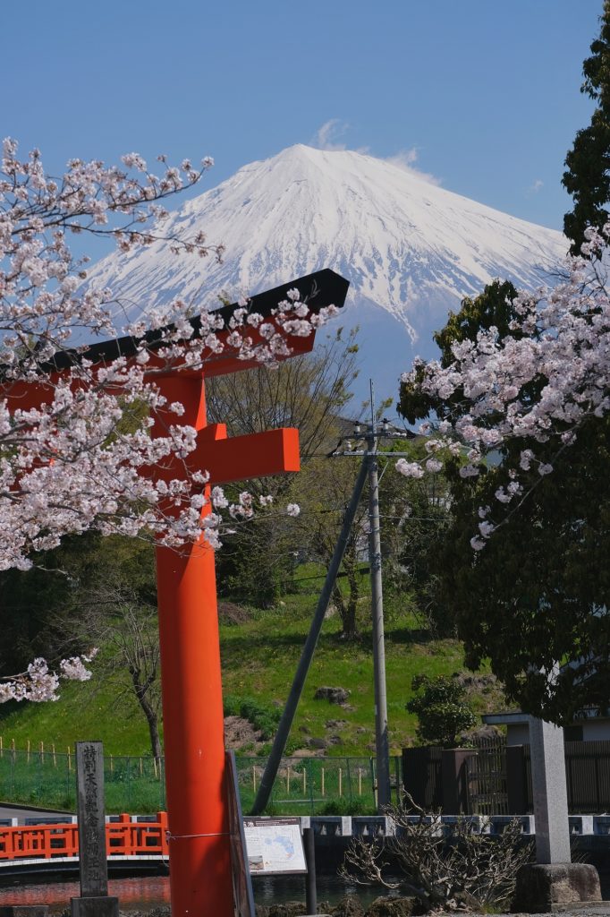 Le mont Fuji, les sakura en fleur et le torii du Fujisan Hongu Sengen Taisha