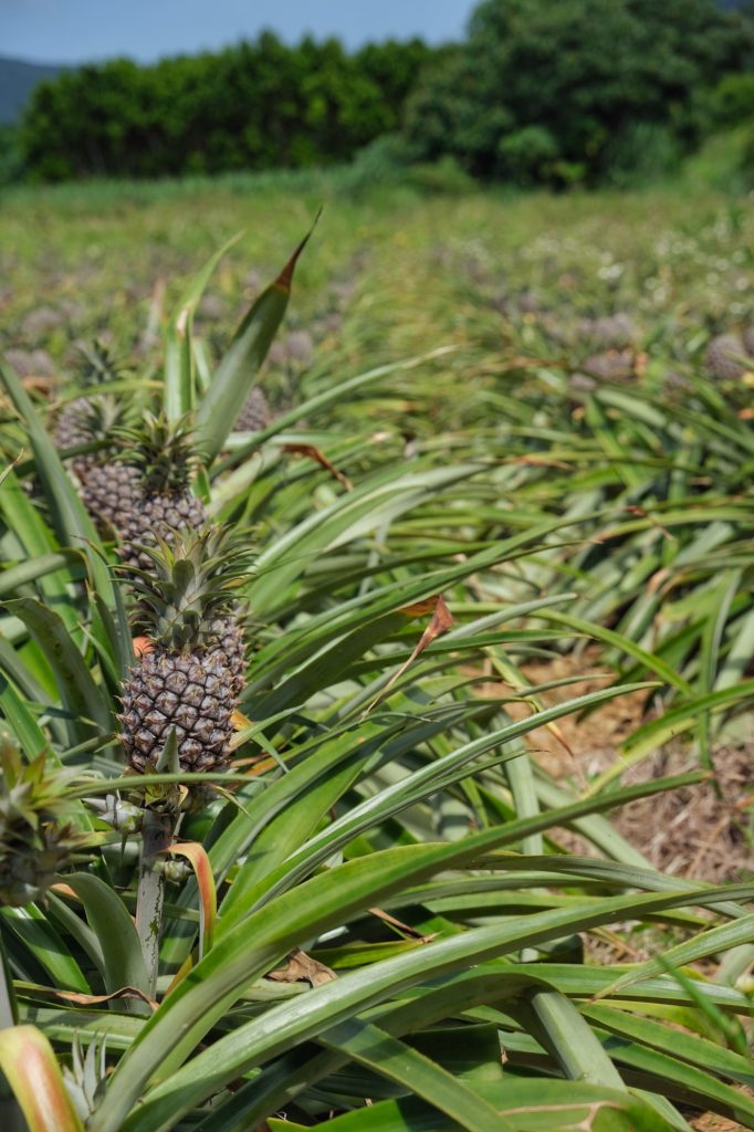 Champs d'ananas à Yonehara sur l'île d'Ishigaki