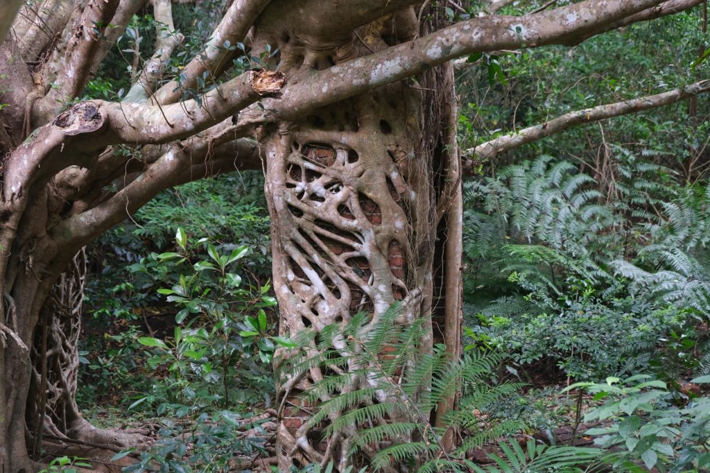 Les murs de l'ancienne mine de charbon sont complètements encerclés par cet arbre