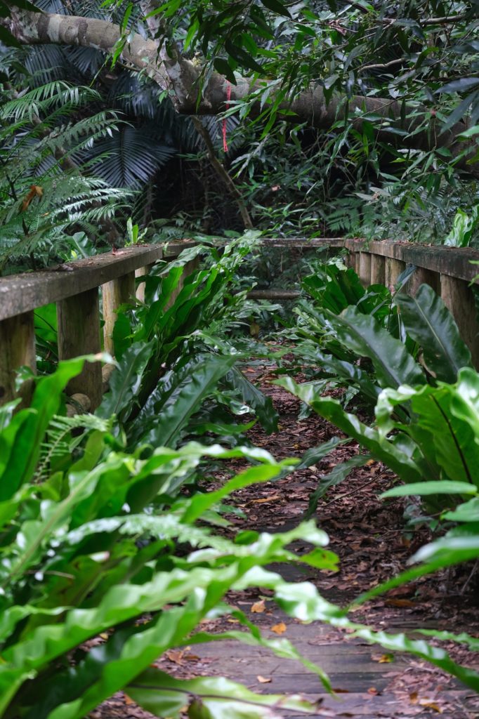 Le chemin à l'abandon menant à l'ancienne mine de la rivière Urauchi