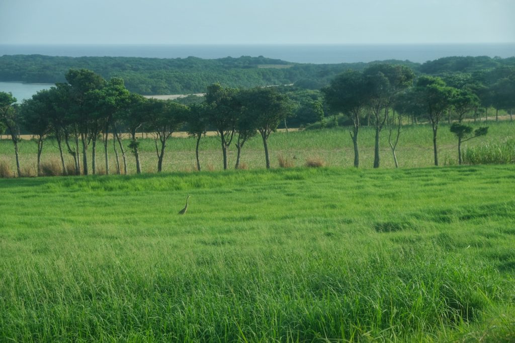 Un héron dans un champ devant la baie de Kabira
