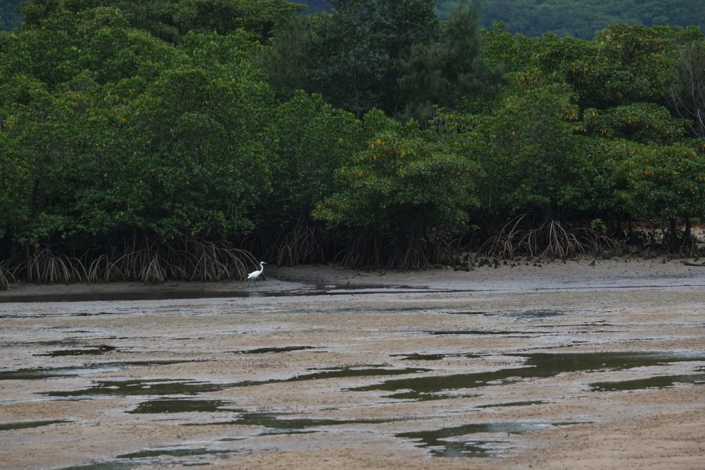 Un héron devant la mangrove de la rivière Urauchi