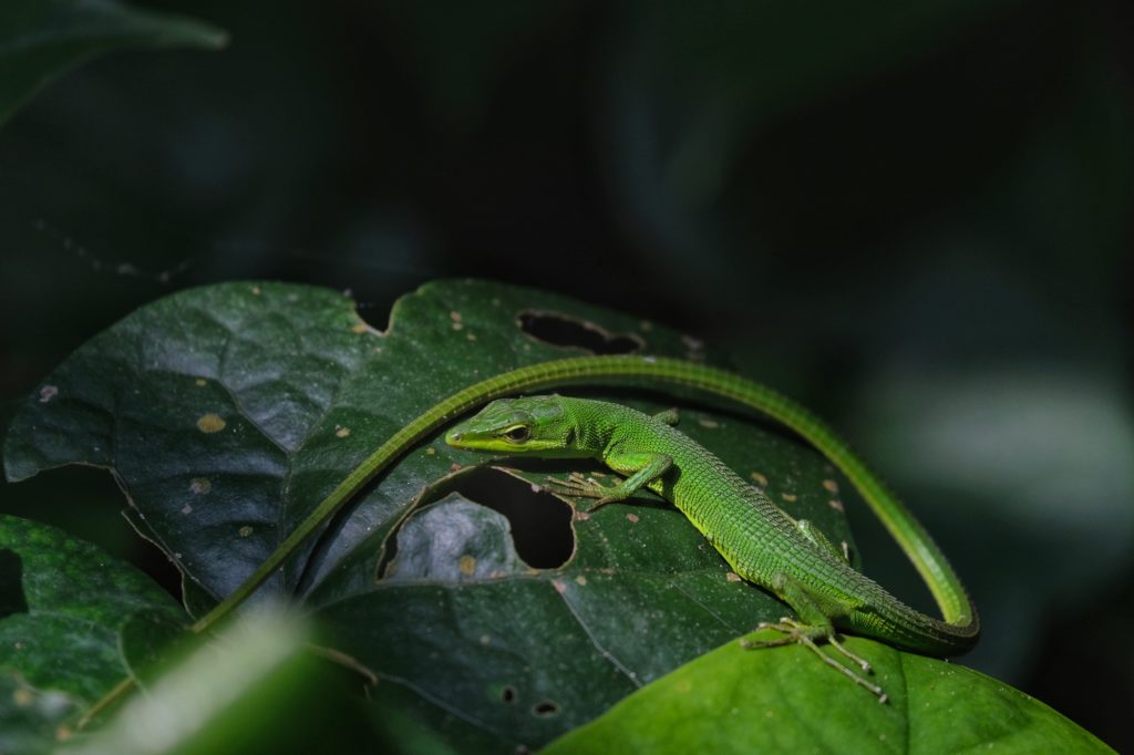 Un petit lézard sur une feuille dans la palmeraie de Yonehara