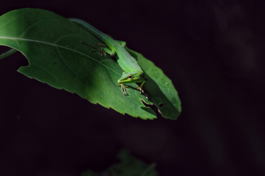 Un lézard dans la palmeraie de Yonehara