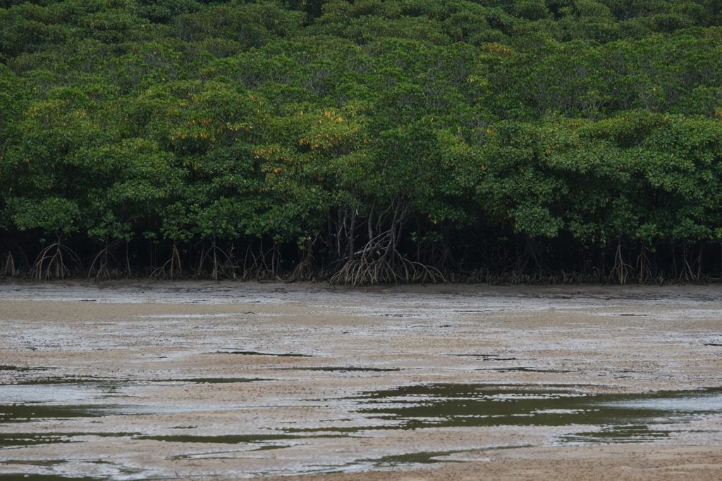 La mangrove de la rivière Urauchi sur l'île d'Iriomote