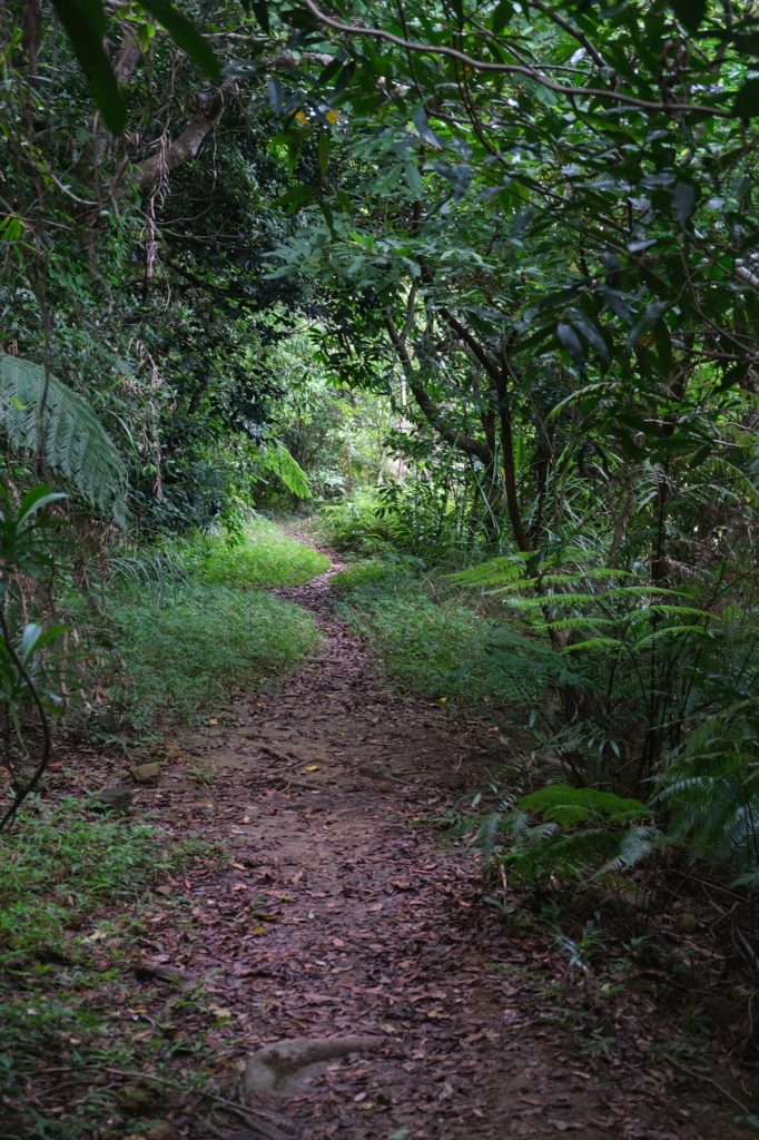 Marche dans la jungle le long de la rivière Urauchi