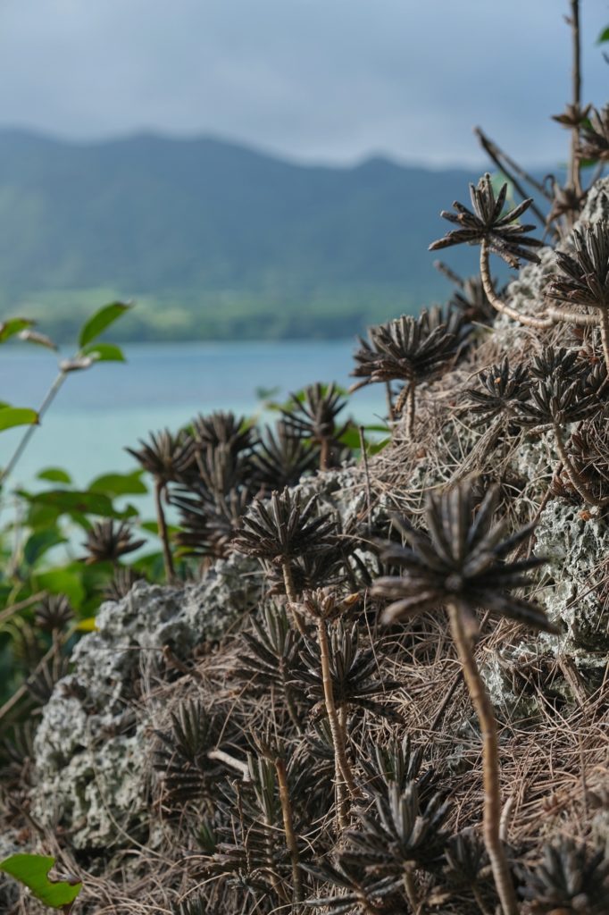Des plantes ressemblant à des mini palmiers brûlés