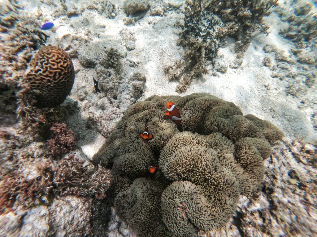 Des poissons clowns dans une anémone sur notre spot de snorkeling favori dans le cap Ishizaki