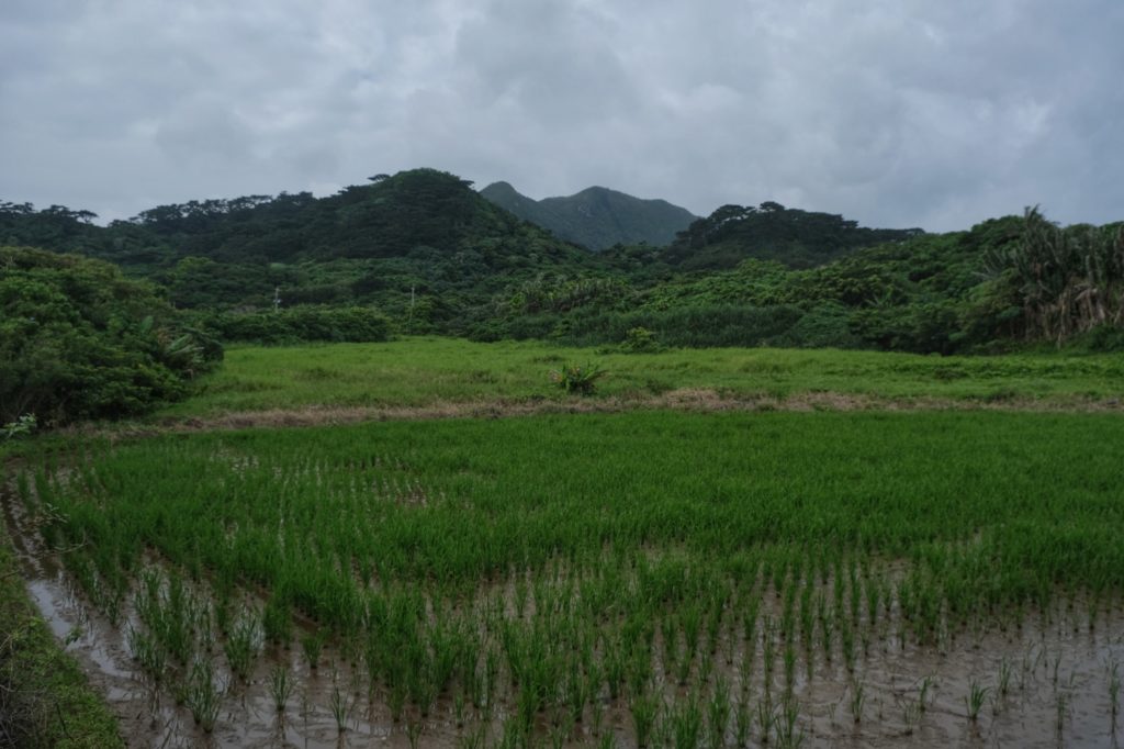 Des rizières entre la baie de Kabira et la plage de Sukuji