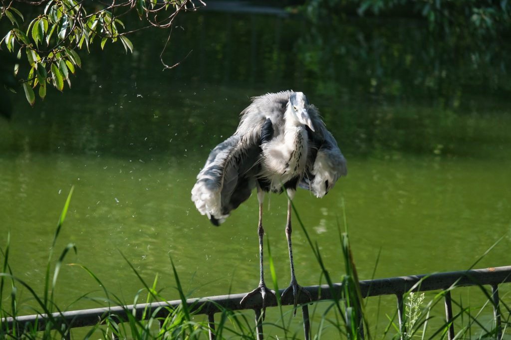Un héron dans le parc Momogaike à Osaka