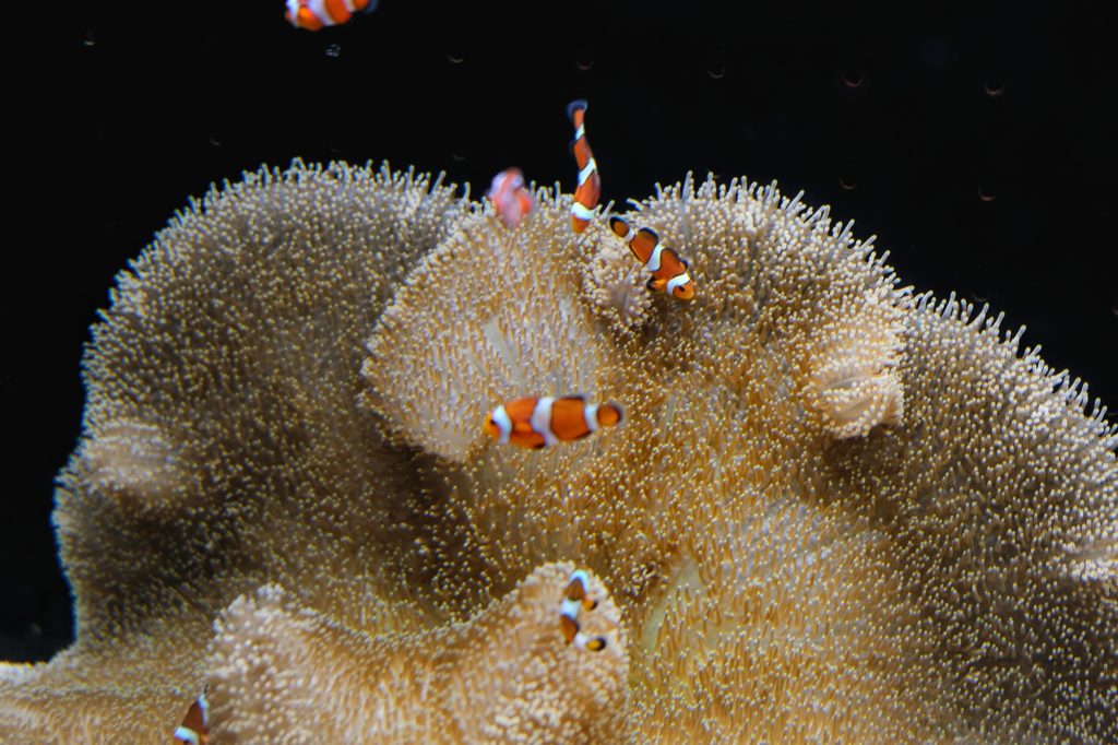 Des poissons clowns se réfugient dans une anémone au Kaiyukan d'Osaka