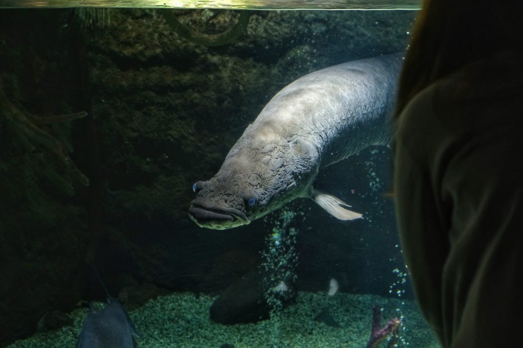 Un pirarucu (ou arapaima gigas) dans la zone forêt tropicale équatorienne de l'aquarium d'Osaka