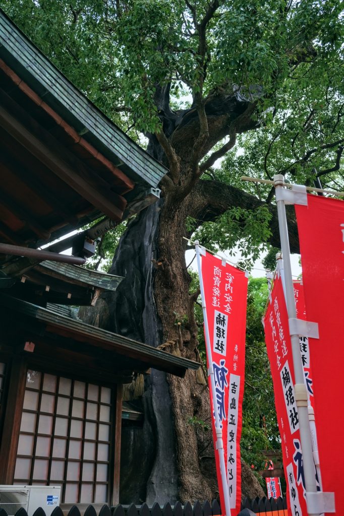 L'arbre de mille ans consolidé par l'homme au sanctuaire Sumiyoshi