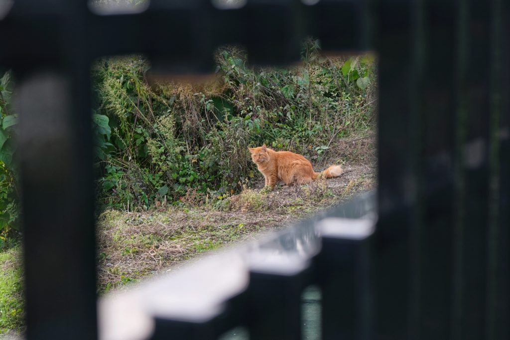 Un chat derrière une barrière à Sakai