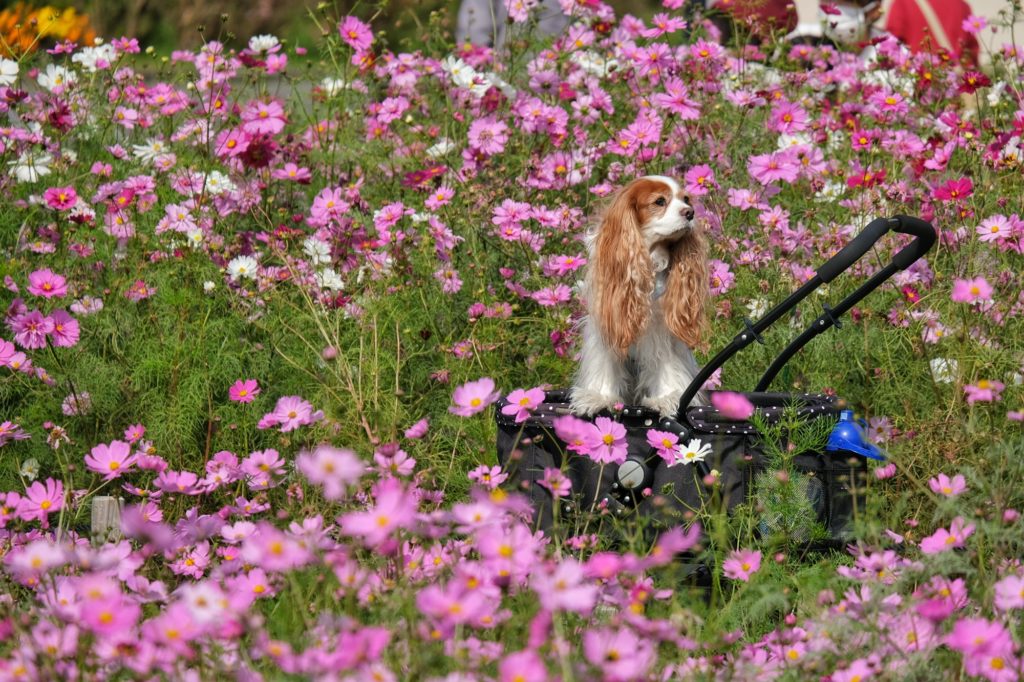 Séance photos dans les fleurs avec le chien au parc Tsurumi Ryokuchi d'Osaka