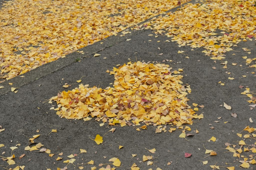 Cœur en feuille sur la route autour du château d'Osaka
