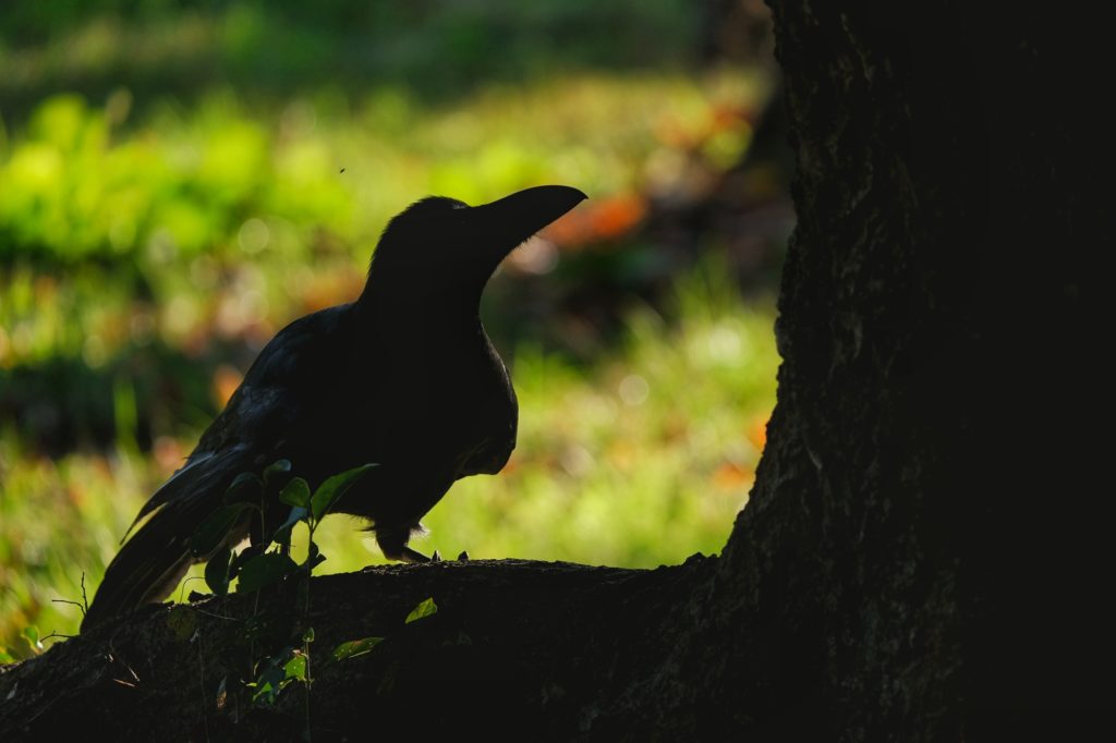 Un corbeau sur une racine dans le parc Oizumi Ryokuchi