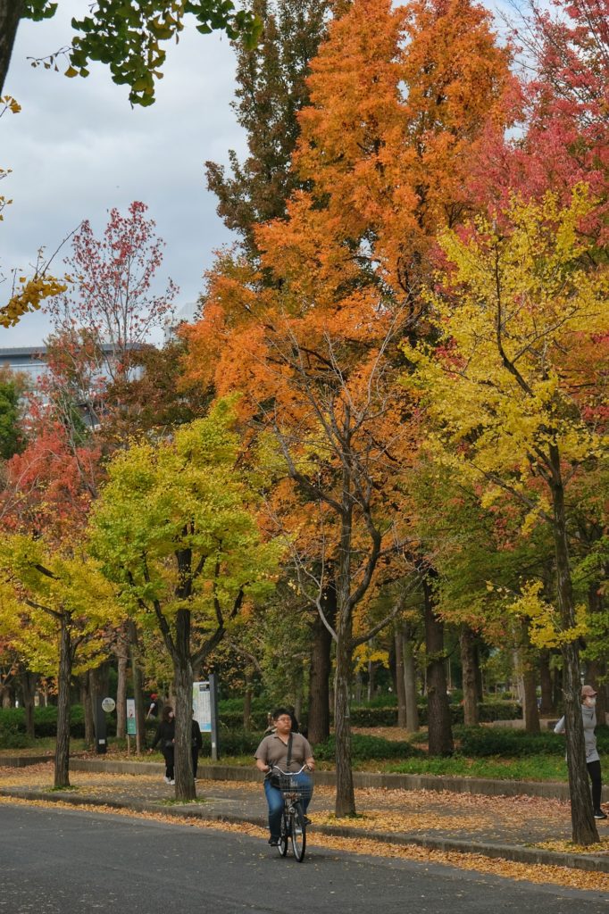 Un cycliste passe sous les arbres d'automne