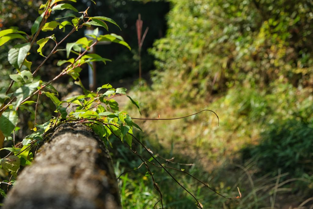 Flou artistique sur la végétation d'une barrière dans la randonnée du mont Ikoma