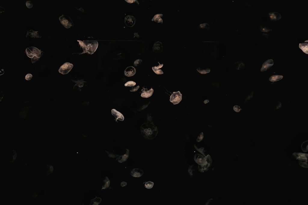 Les méduses, entre obscurité et lumière à l'aquarium d'Osaka